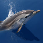 Mission Blue Charity
